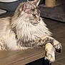 cat, fluffy_cat, feline, pet, indoor, wooden_surface, relaxed, lounging, long_hair, cat_tree, litter_box, floor, tile_floor, paws, ears, whiskers, side_view, home, animal, domestic_cat