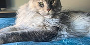 Ulya a rejoint le concours — aidez-le/la à gagner de superbes lots ! animal, bedspread, blue, calm, cat, close_up, domestic_cat, ears_up, feline, fluffy, indoor, long_fur, lying_down, maine_coon, patterned, pet, portrait, relaxed, soft_light, whiskers