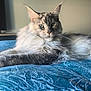 cat, maine_coon, long_fur, bedspread, blue, patterned, indoor, pet, animal, relaxed, lying_down, ears_up, whiskers, feline, domestic_cat, portrait, close_up, soft_light, calm, fluffy