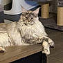cat, fluffy_cat, pet, indoor, feline, lounging, wooden_surface, cat_tree, litter_box, fur, animal, domestic, relaxed, ears, paws, whiskers, home, floor, gray, white