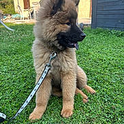 Ava participe au concours pour gagner de l'argent avec cette photo : puppy, dog, grass, leash, outdoor, pet, young_dog, fluffy, tongue_out, sitting, greenery, playful, collar, pet_accessory, nature, yard, summer, cute, animal, canine
