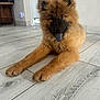 Ava participe au concours pour gagner de l'argent avec cette photo : dog, puppy, canine, tongue_out, winking, fluffy, brown_fur, indoor, wooden_floor, relaxed, pet, animal, cute, lying_down, home, furniture, speaker, floor, close_up, portrait