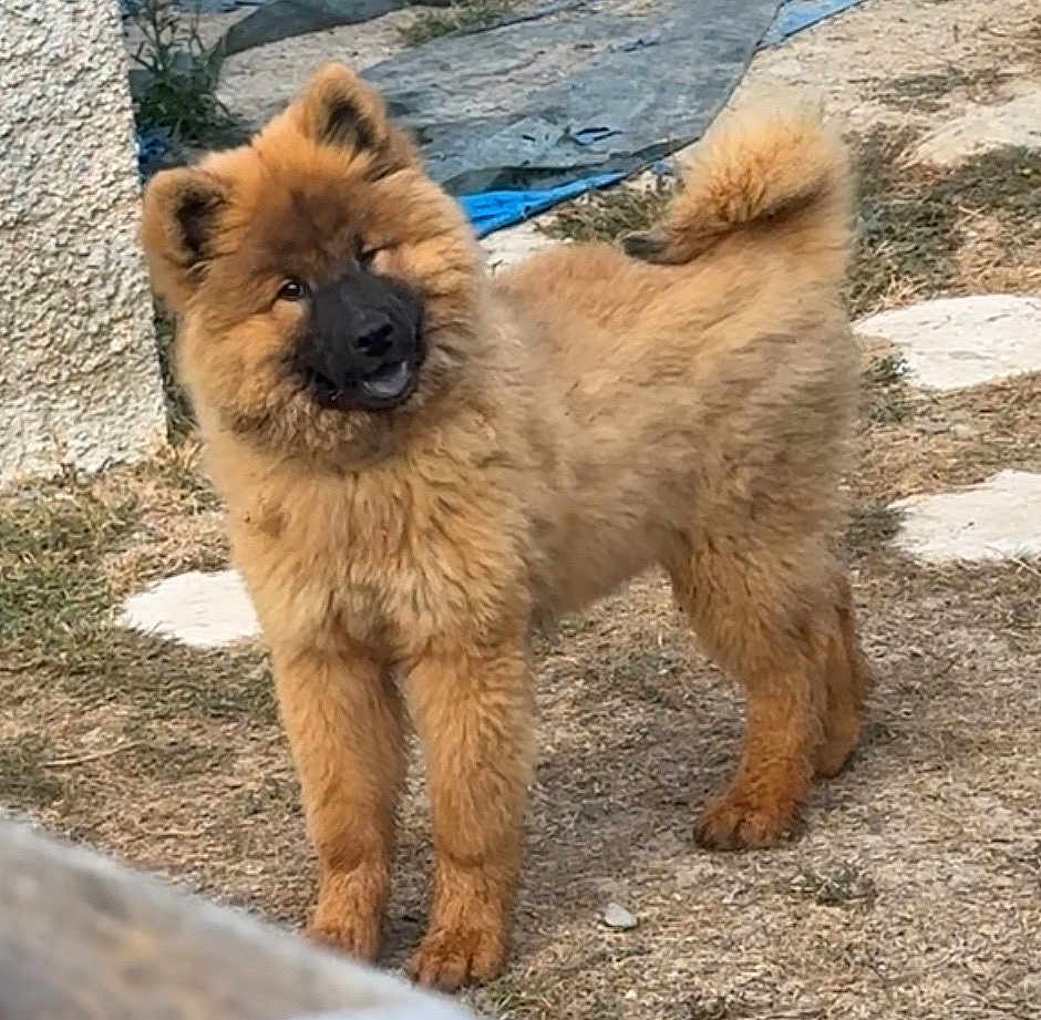 Ava participe au concours pour gagner de l'argent avec cette photo : puppy, dog, fluffy, outdoor, grass, stone, tail, curled_tail, brown_fur, pet, animal, young_dog, standing, cute, curious, smiling, ears, snout, nature, daylight