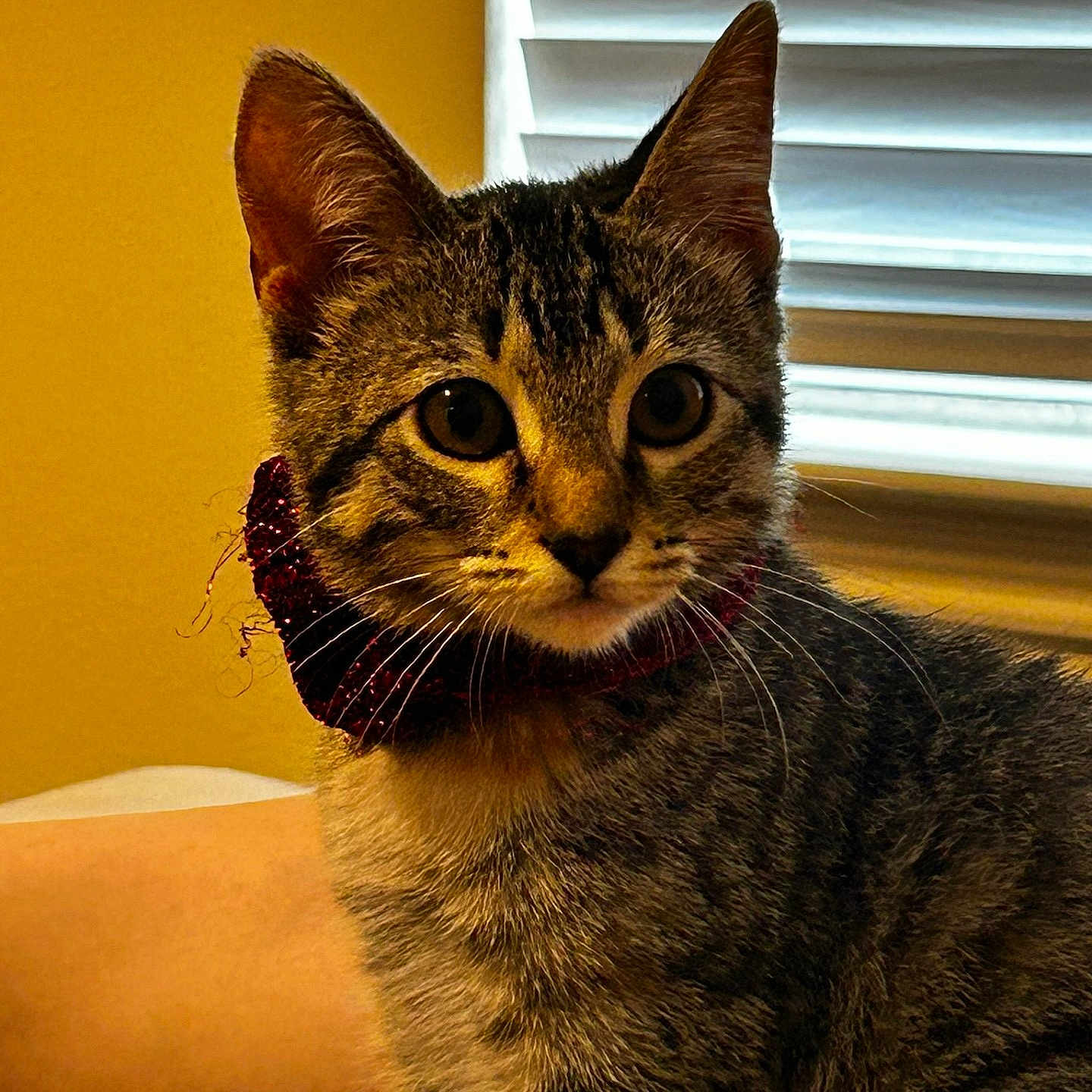 Bella is registered to the contest to win money with this photo: animal, cat, closeup, collar, cozy, curious, domestic, ears, eyes, face, fur, human_arm, indoor, kitten, pet, sitting, soft_light, tabby, whiskers, window_blind