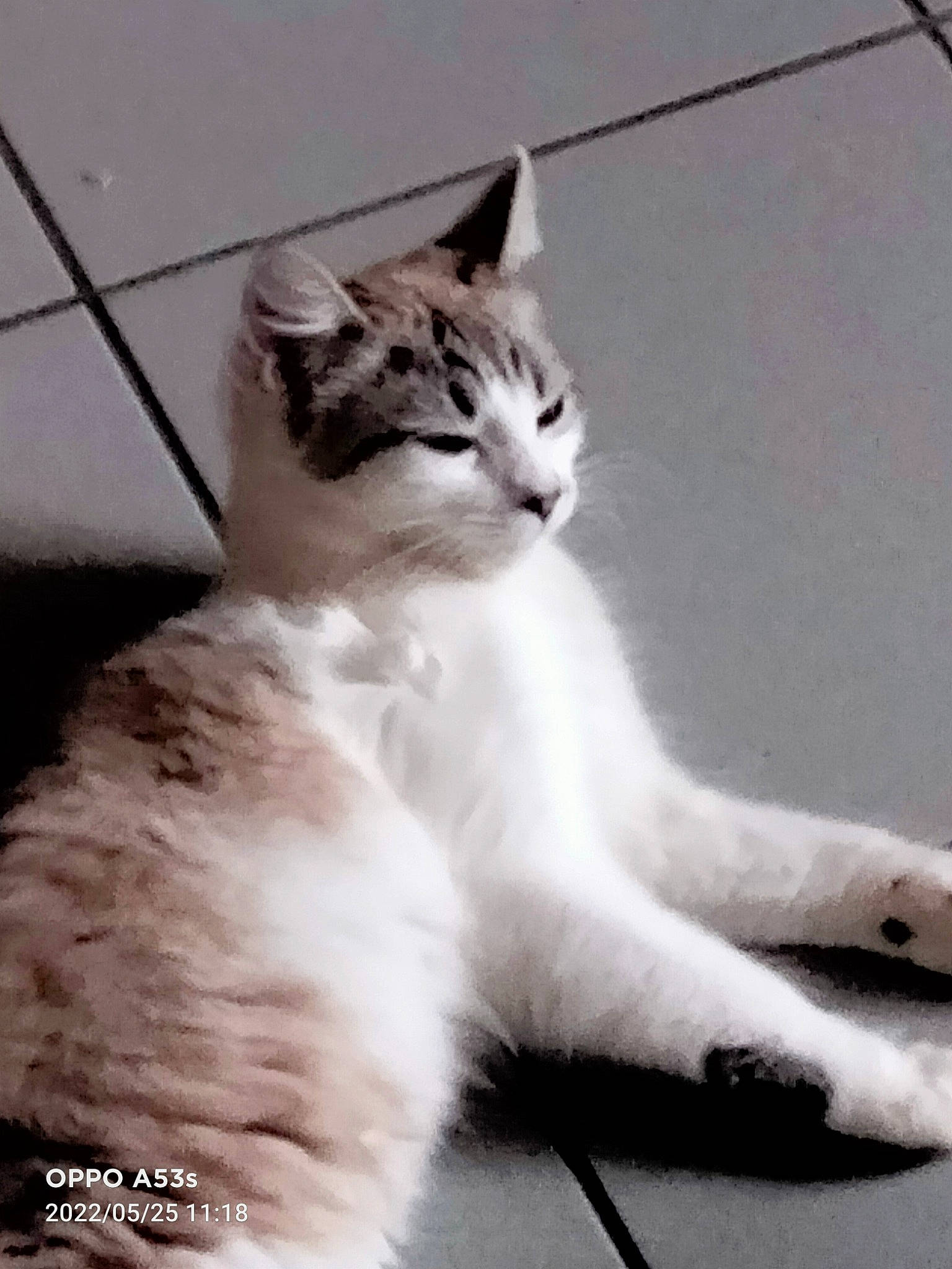 Sia participe au concours pour gagner de l'argent avec cette photo : carnivore, cat, claw, domestic_short_haired_cat, eye, felidae, foot, fur, head, human_body, paw, sitting, small_to_medium_sized_cats, snout, tail, terrestrial_animal, whiskers, wildlife, window