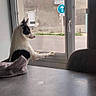 Ambiance a rejoint le concours — aidez-le/la à gagner de superbes lots ! animal, black_and_white_dog, building, chair, curious, daylight, dog, dog_bed, indoors, outdoors, pet, road_sign, rooftops, standing, street, table, traffic_sign, village, watching, window