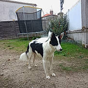 Ambiance a rejoint le concours — aidez-le/la à gagner de superbes lots ! backyard, black_and_white, building, canine, daylight, dog, ears, fence, fur, garden, grass, gravel, house, outdoors, portrait, residential, standing, tail, trampoline, yard