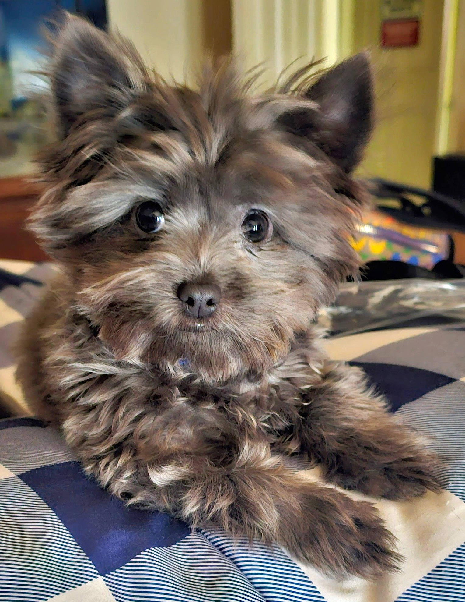 Fuzzy joined the competition — help win amazing prizes! biewer_terrier, canidae, carnivore, companion_dog, dog, dog_breed, ear, fur, holiday, liver, puppy, small_terrier, snout, sporting_group, terrier, toy_dog, whiskers, working_animal, yorkipoo, yorkshire_terrier