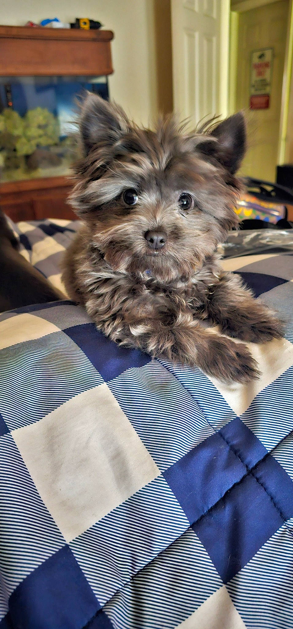 Fuzzy joined the competition — help win amazing prizes! biewer_terrier, canidae, carnivore, companion_dog, dog, dog_breed, dog_supply, event, fur, linens, pattern, plaid, small_terrier, snout, sporting_group, tablecloth, terrier, toy_dog, working_animal, yorkipoo