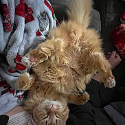 Goose is registered to the contest to win money with this photo: cat, orange_tabby, fluffy, lying_down, belly_up, relaxed, cozy, blanket, indoor, pet, cute, fur, sleepy, paws, whiskers, comfort, home, resting, animal, feline