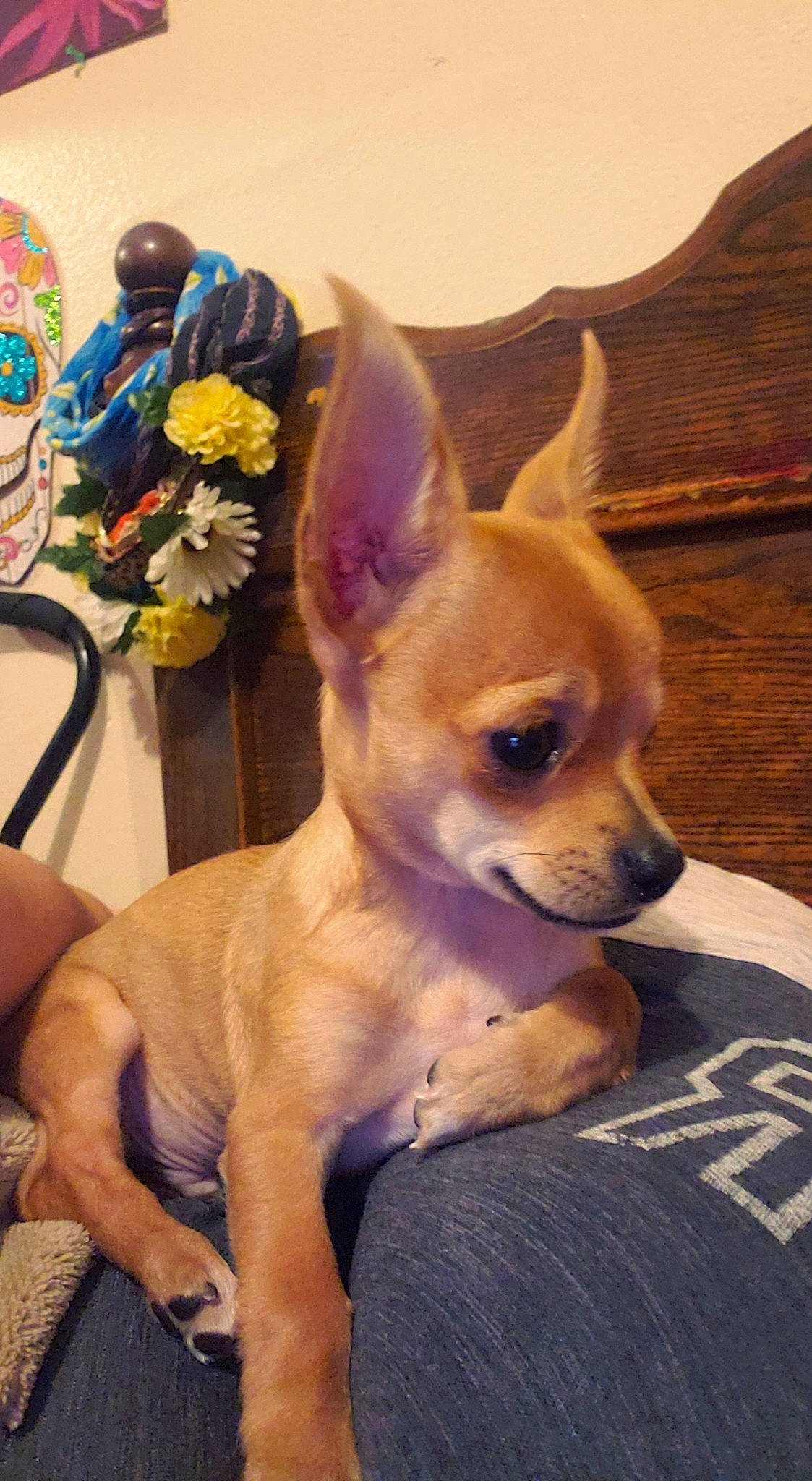 Benito joined the competition — help win amazing prizes! canidae, carnivore, chihuahua, companion_dog, corgi_chihuahua, dog, dog_breed, dog_supply, ear, fawn, fur, hat, mammal, non_sporting_group, snout, sporting_group, toy_dog, vertebrate, whiskers, working_animal