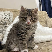 Lily is registered to the contest to win money with this photo: animal, blanket, cat, couch, cozy, curious, cute, feline, fluffy, fur, home, indoor, kitten, paws, pet, seated, small, tabby, whiskers, young