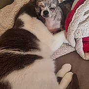 Perle participe au concours pour gagner de l'argent avec cette photo : animal, blanket, canine, cat, couch, cushion, dog, face, furniture, head, homedecor, hound, husky, indoors, kitten, person, pet, photography, puppy, sleeping