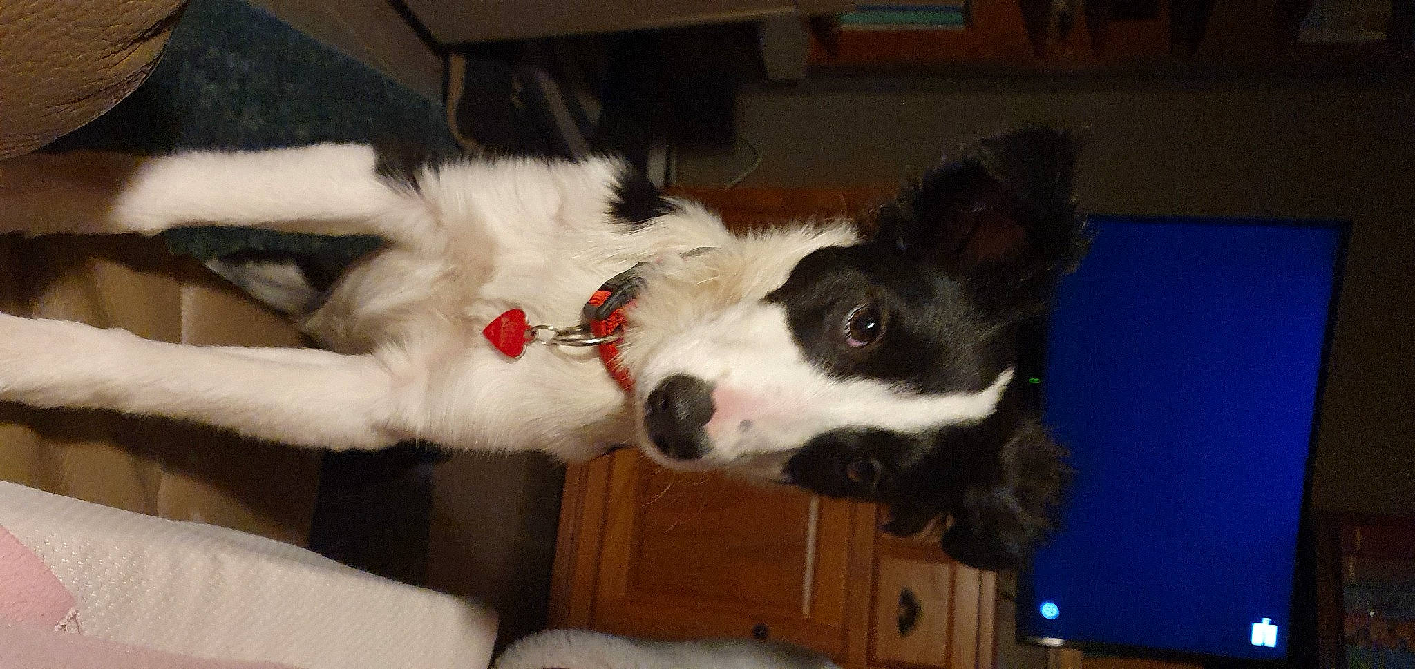 Queen a rejoint le concours — aidez-le/la à gagner de superbes lots ! border_collie, canidae, carnivore, collar, companion_dog, dog, dog_breed, dog_collar, fur, herding_dog, non_sporting_group, snout, sporting_group, tail, terrestrial_animal, whiskers, working_animal, working_dog