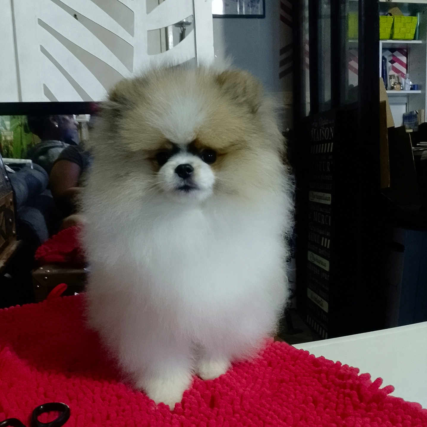 Snooky a rejoint le concours — aidez-le/la à gagner de superbes lots ! adult, animal, bookcase, canine, chow, cockerspaniel, dog, eskimodog, furniture, homedecor, male, man, papillon, person, pet, poodle, puppy, scissors, shelf, terrier