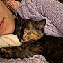 cat, person, sleeping, cozy, blanket, knitwear, close_up, tortoiseshell_cat, indoor, resting, cute, feline, warm, comfort, face, soft_texture, relaxation, pet, animal, snuggling