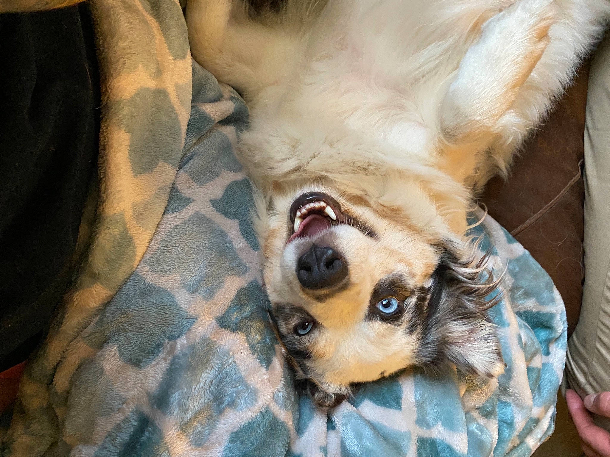 Sadie joined the competition — help win amazing prizes! canidae, carnivore, comfort, companion_dog, dog, dog_breed, dog_supply, ear, eyewear, fang, fawn, felidae, fur, paw, snout, sporting_group, sunglasses, toy_dog, whiskers, working_animal