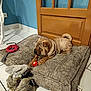animal, ball, blue_wall, cozy, curious, dog, dog_bed, door, floor, home, indoor, pet, plush_toy, puppy, resting, shar_pei, tile_floor, toy, wall, wooden_door
