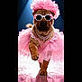 Curlie participe au concours pour gagner de l'argent avec cette photo : accessories, adorable, animal, costume, cute, dog, fashion, glamour, hat, necklace, pet, pink, pink_tutu, portrait, puppy, runway, sparkle, studio_lighting, sunglasses, walking