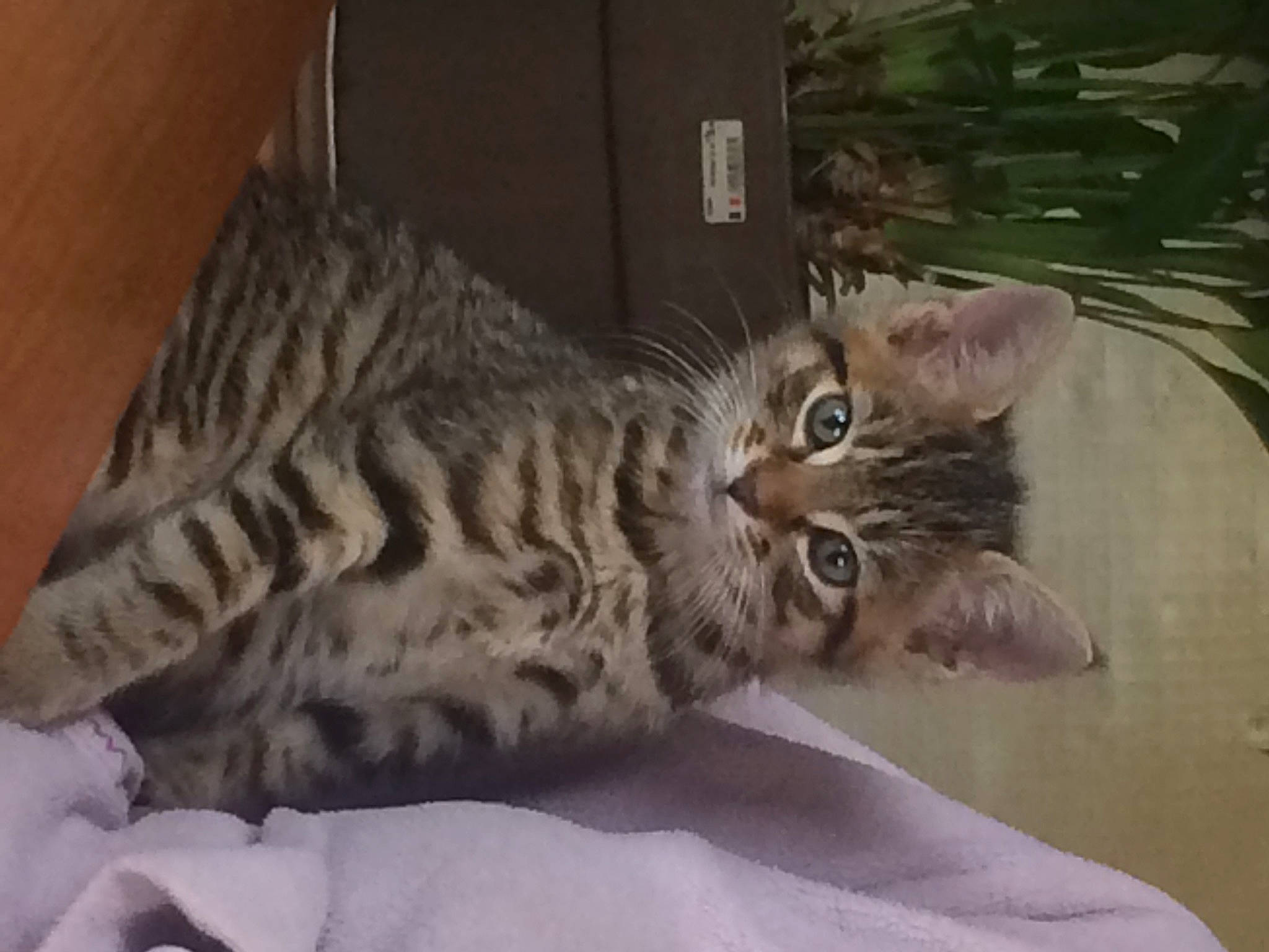 Opium a rejoint le concours — aidez-le/la à gagner de superbes lots ! american_shorthair, asian, bengal, california_spangled, carnivore, cat, domestic_short_haired_cat, dragon_li, egyptian_mau, european_shorthair, felidae, kitten, mammal, ocicat, pixie_bob, small_to_medium_sized_cats, tabby_cat, toyger, vertebrate, whiskers