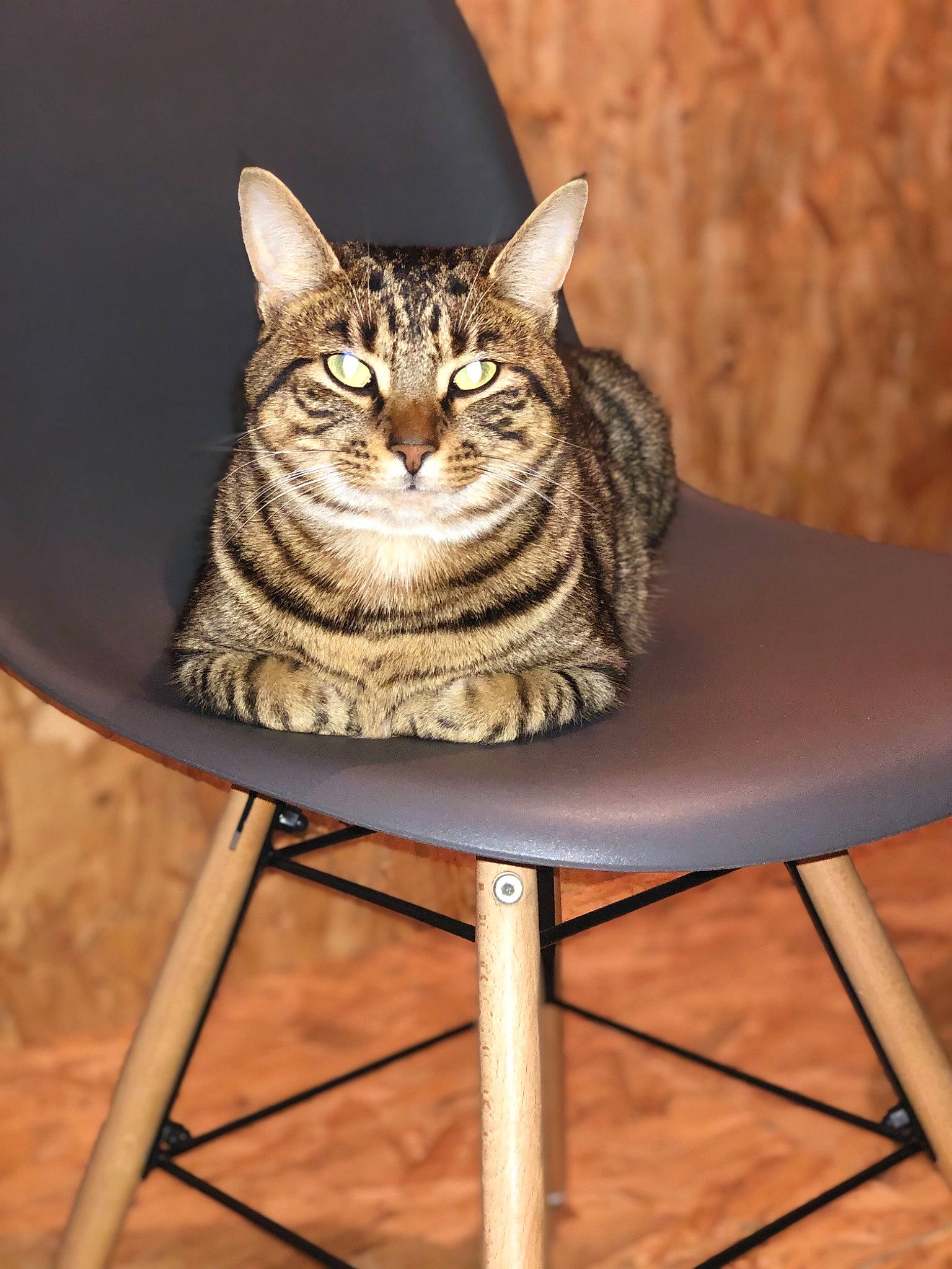 Opium participe au concours pour gagner de l'argent avec cette photo : american_shorthair, asian, bengal, california_spangled, carnivore, cat, domestic_short_haired_cat, dragon_li, european_shorthair, felidae, mammal, ocicat, pixie_bob, small_to_medium_sized_cats, sokoke, tabby_cat, whiskers, wild_cat