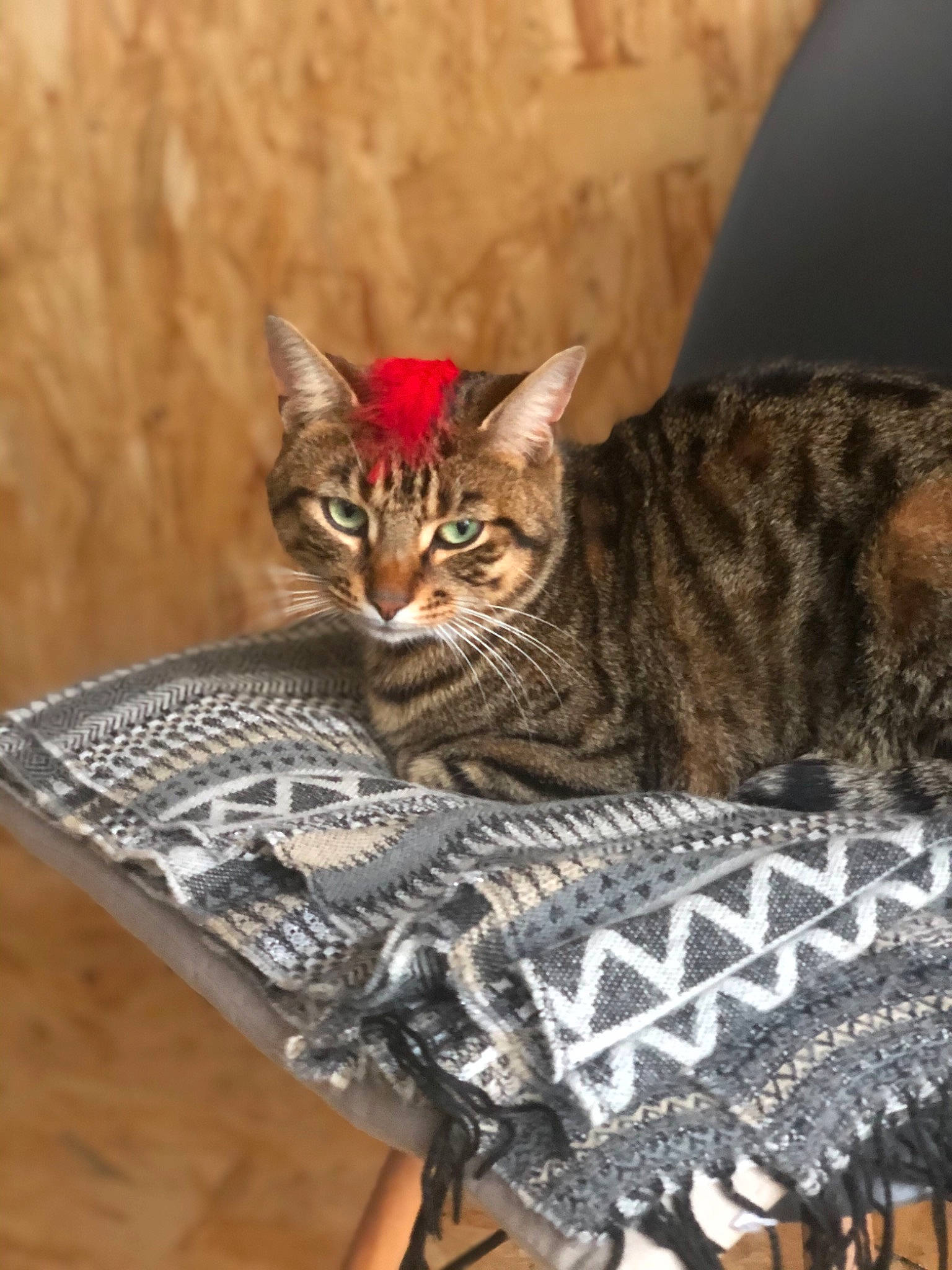 Opium participe au concours pour gagner de l'argent avec cette photo : asian, bengal, california_spangled, carnivore, cat, domestic_short_haired_cat, dragon_li, egyptian_mau, european_shorthair, felidae, kitten, mammal, ocicat, savannah, small_to_medium_sized_cats, tabby_cat, toyger, vertebrate, whiskers, wild_cat