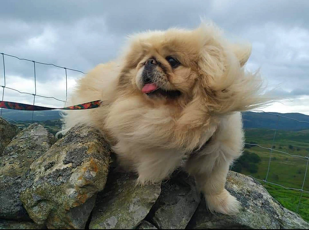 Harold joined the competition — help win amazing prizes! ancient_dog_breeds, canidae, carnivore, cloud, companion_dog, cumulus, dog, dog_breed, fawn, fur, grass, liver, non_sporting_group, sky, snout, sporting_group, toy_dog, working_animal