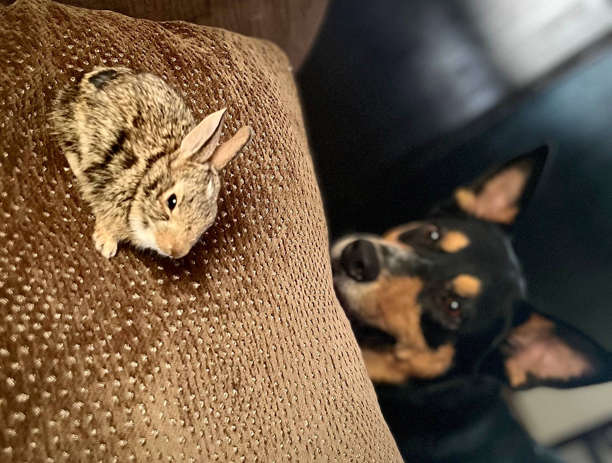 Cujo is registered to the contest to win money with this photo: carnivore, comfort, companion_dog, couch, dog, domestic_rabbit, ear, fawn, felidae, fur, grey, hare, rabbit, rabbits_and_hares, rodent, small_to_medium_sized_cats, snout, toy_dog, whiskers, wood