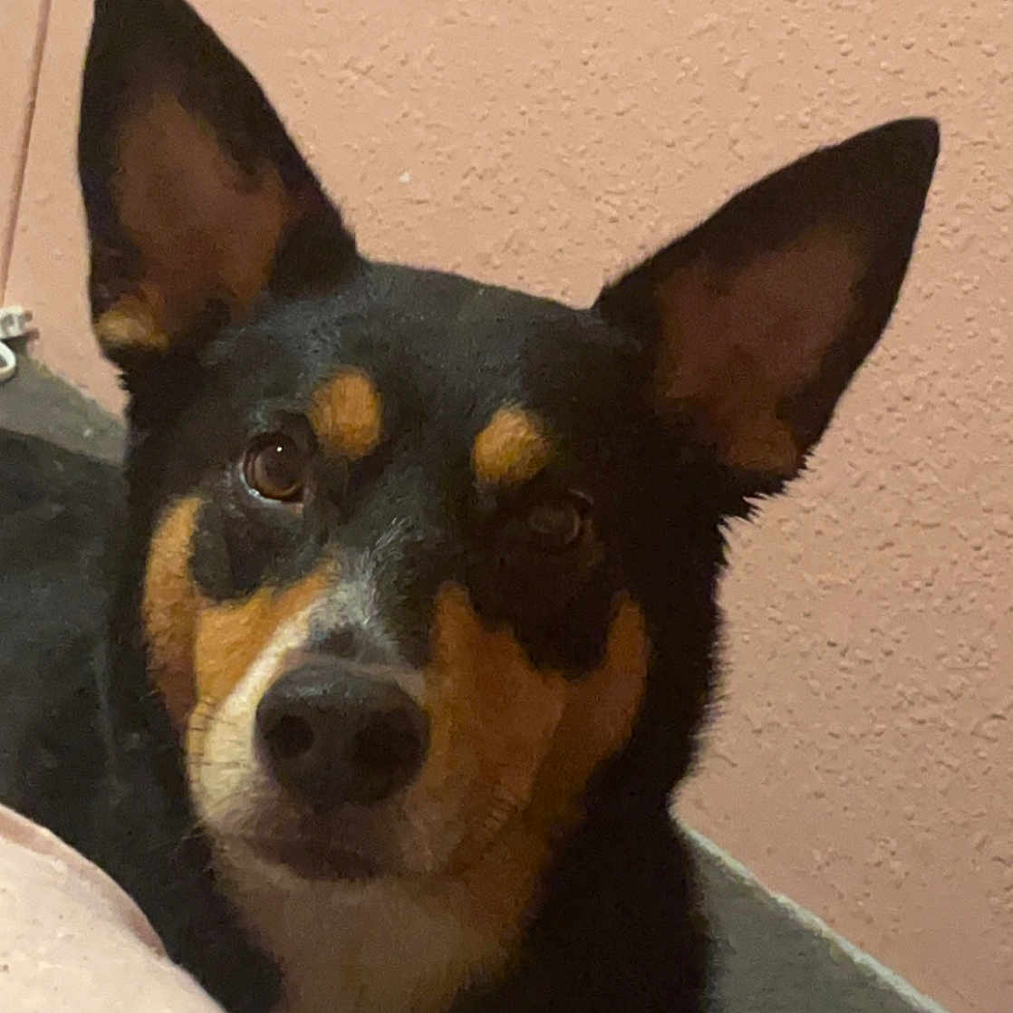 Cujo joined the competition — help win amazing prizes! ancient_dog_breeds, basenji, canidae, carnivore, companion_dog, dog, dog_breed, ear, fawn, prazsky_krysarik, snout, sporting_group, terrestrial_animal, toy_dog, whiskers, working_animal, working_dog