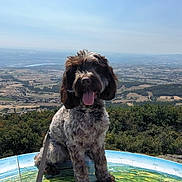 Vynka participe au concours pour gagner de l'argent avec cette photo : adventure, animal, countryside, curly_fur, dog, field, greenery, happy, hiking, landscape, leash, map, nature, outdoor, pet, scenic_view, sky, sunny, tongue_out, trees
