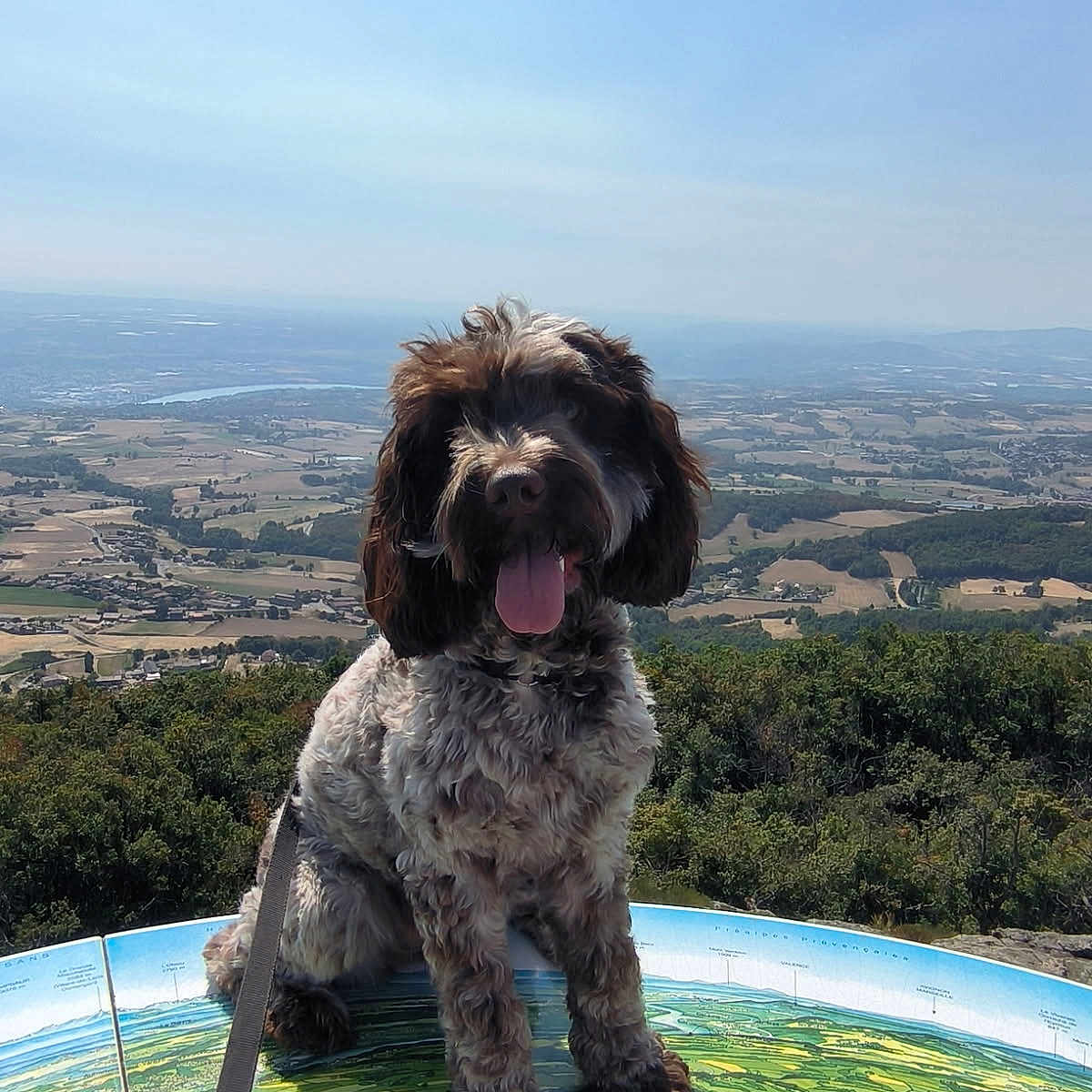 Vynka participe au concours pour gagner de l'argent avec cette photo : adventure, animal, countryside, curly_fur, dog, field, greenery, happy, hiking, landscape, leash, map, nature, outdoor, pet, scenic_view, sky, sunny, tongue_out, trees
