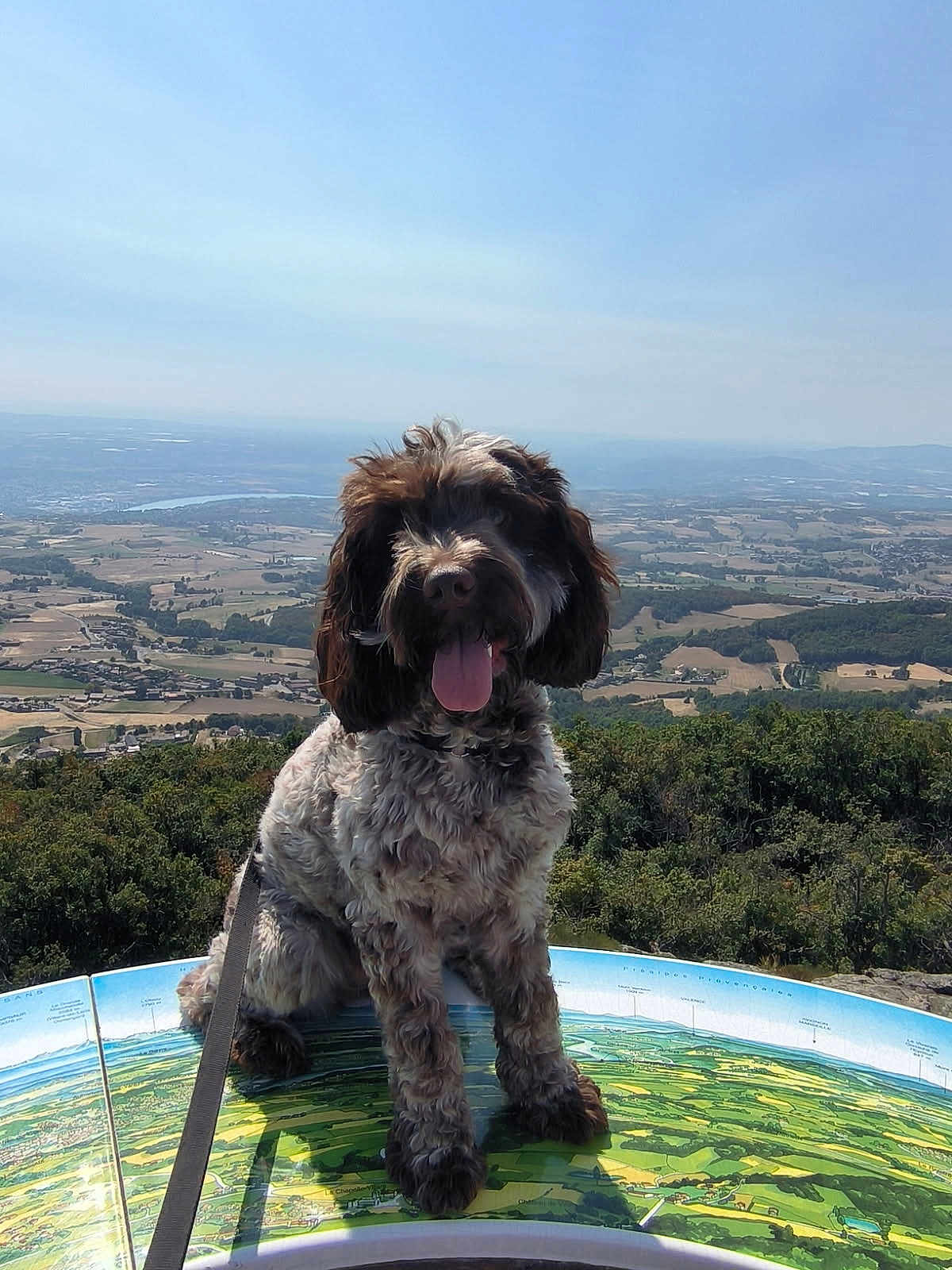 Vynka participe au concours pour gagner de l'argent avec cette photo : adventure, animal, countryside, curly_fur, dog, field, greenery, happy, hiking, landscape, leash, map, nature, outdoor, pet, scenic_view, sky, sunny, tongue_out, trees