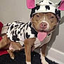 Lola is registered to the contest to win money with this photo: dog, costume, cow_print, pink_ears, tongue_out, pet, indoor, brown_dog, white_paws, black_rug, animal, cute, playful, sitting, wall, floor, canine, mammal, dress_up, funny