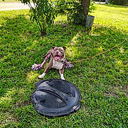 Lola is registered to the contest to win money with this photo: dog, grass, rope_toy, black_lid, tree, outdoor, sunlight, greenery, pet, animal, playful, leash, yard, smiling_dog, nature, daylight, collar, canine, fun, relaxed