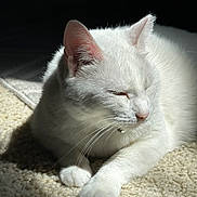 Lulu is registered to the contest to win money with this photo: cat, white_cat, pet, animal, feline, sleeping, relaxed, sunlight, carpet, indoor, closeup, paw, whiskers, fur, cute, cozy, quiet, resting, soft_light, peaceful