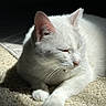 cat, white_cat, pet, animal, feline, sleeping, relaxed, sunlight, carpet, indoor, closeup, paw, whiskers, fur, cute, cozy, quiet, resting, soft_light, peaceful