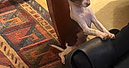 Lala is registered to the contest to win money with this photo: candid_photo, carpet, chair, dog, floor, funny_pose, home, indoor, office_chair, patterned_carpet, peeking, pet, playful, pointed_ears, puppy, short_hair, small_dog, standing, wide_eyes, wooden_furniture