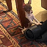 candid_photo, carpet, chair, dog, floor, funny_pose, home, indoor, office_chair, patterned_carpet, peeking, pet, playful, pointed_ears, puppy, short_hair, small_dog, standing, wide_eyes, wooden_furniture