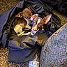 Lala joined the competition — help win amazing prizes! blanket, brown_and_white, carpet, chihuahua, companion_animals, couch, cozy, cute, dogs, indoors, large_ears, lying_down, pet, portrait, puppies, small_dogs, snuggling, warm_lighting, water_bottle, wide_eyes