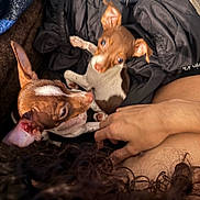 Lala joined the competition — help win amazing prizes! animal, blanket, brown_and_white, brown_fur, closeup, clothing, couch, cozy, cuddling, dogs, floppy_ears, human_hand, indoor, pet, playful, portrait, puppies, short_fur, white_fur, wrestling
