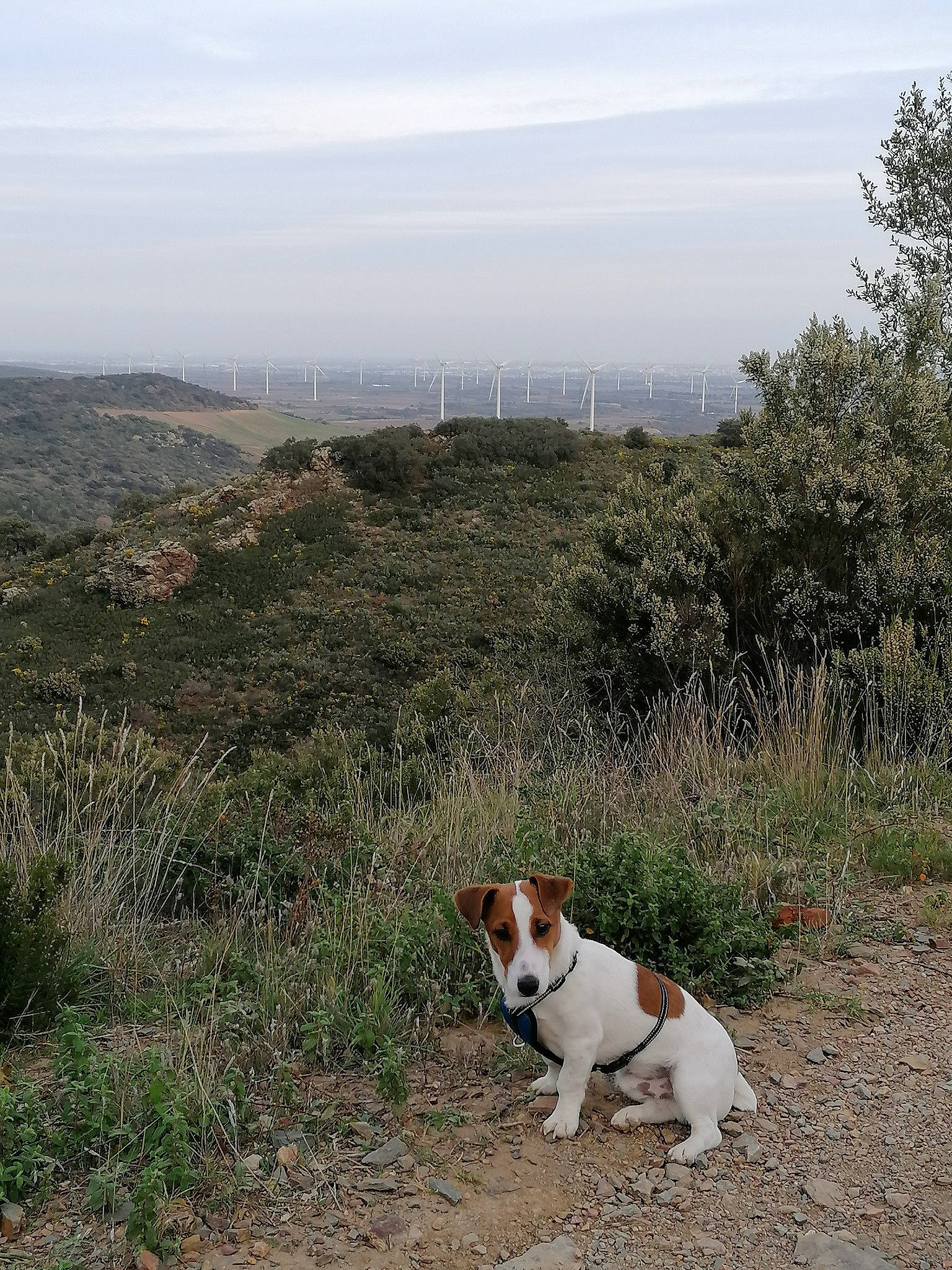 Pongo participe au concours pour gagner de l'argent avec cette photo : adventure, canidae, carnivore, danish_swedish_farmdog, dog, dog_breed, grass, harrier, hill, hunting_dog, jack_russell_terrier, mountain, plant_community, russell_terrier, sporting_group, trail, wilderness
