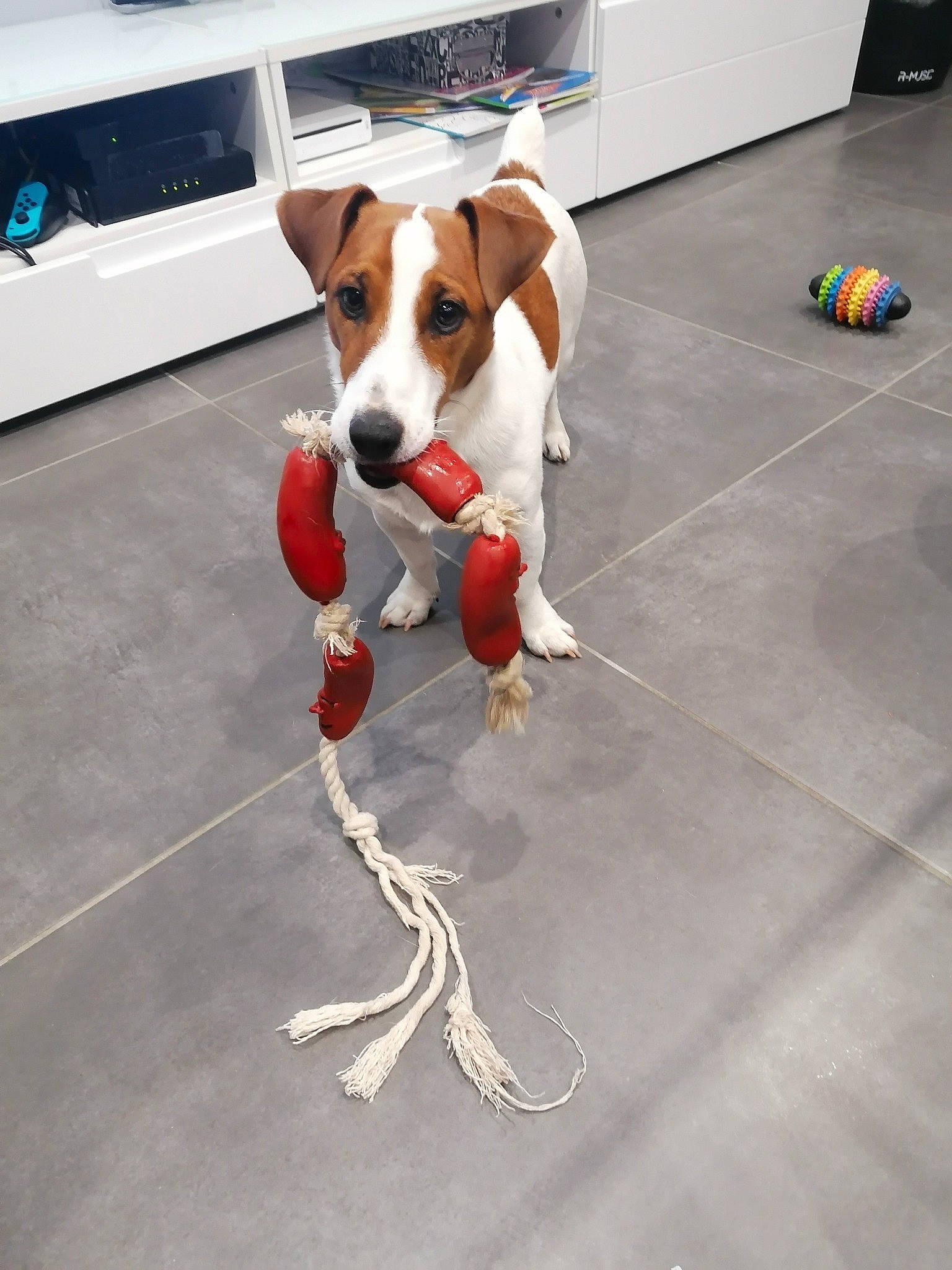 Pongo participe au concours pour gagner de l'argent avec cette photo : beagle, brazilian_terrier, canidae, carnivore, companion_dog, danish_swedish_farmdog, dog, dog_breed, drever, floor, flooring, harrier, jack_russell_terrier, leash, parson_russell_terrier, paw, pocket_beagle, russell_terrier, treeing_walker_coonhound