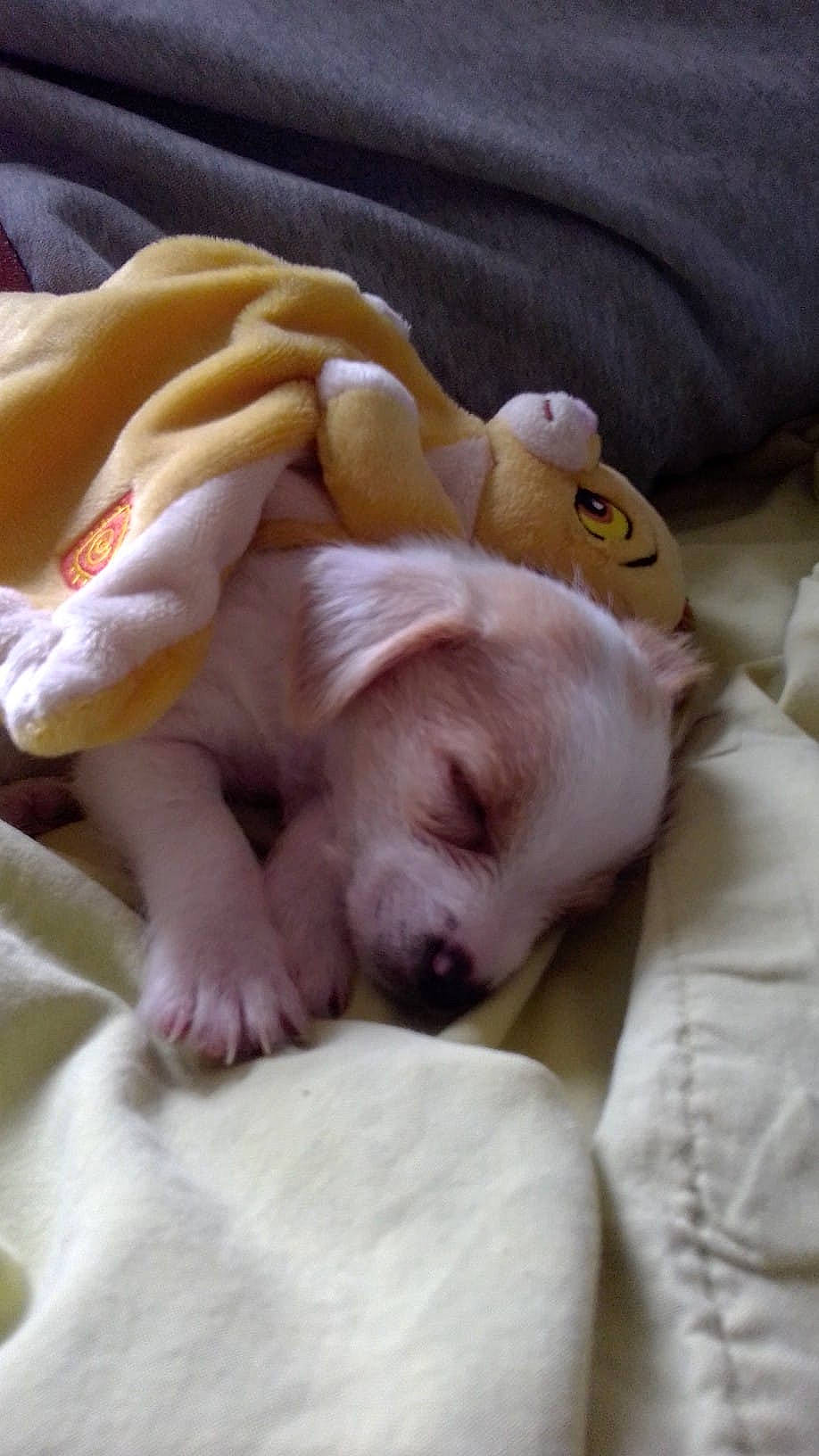 Tiki participe au concours pour gagner de l'argent avec cette photo : bed, canidae, carnivore, comfort, companion_dog, dog, dog_breed, dog_supply, fawn, linens, nap, non_sporting_group, paw, pet_supply, sleep, sporting_group, vertebrate, working_animal, working_dog