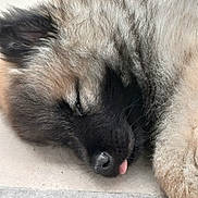 Rio participe au concours pour gagner de l'argent avec cette photo : dog, sleeping, close_up, tongue_out, fluffy, fur, pet, cute, animal, resting, nose, face, paw, relaxed, indoors, canine, muzzle, snout, adorable, laying_down