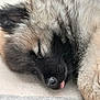 dog, sleeping, close_up, tongue_out, fluffy, fur, pet, cute, animal, resting, nose, face, paw, relaxed, indoors, canine, muzzle, snout, adorable, laying_down