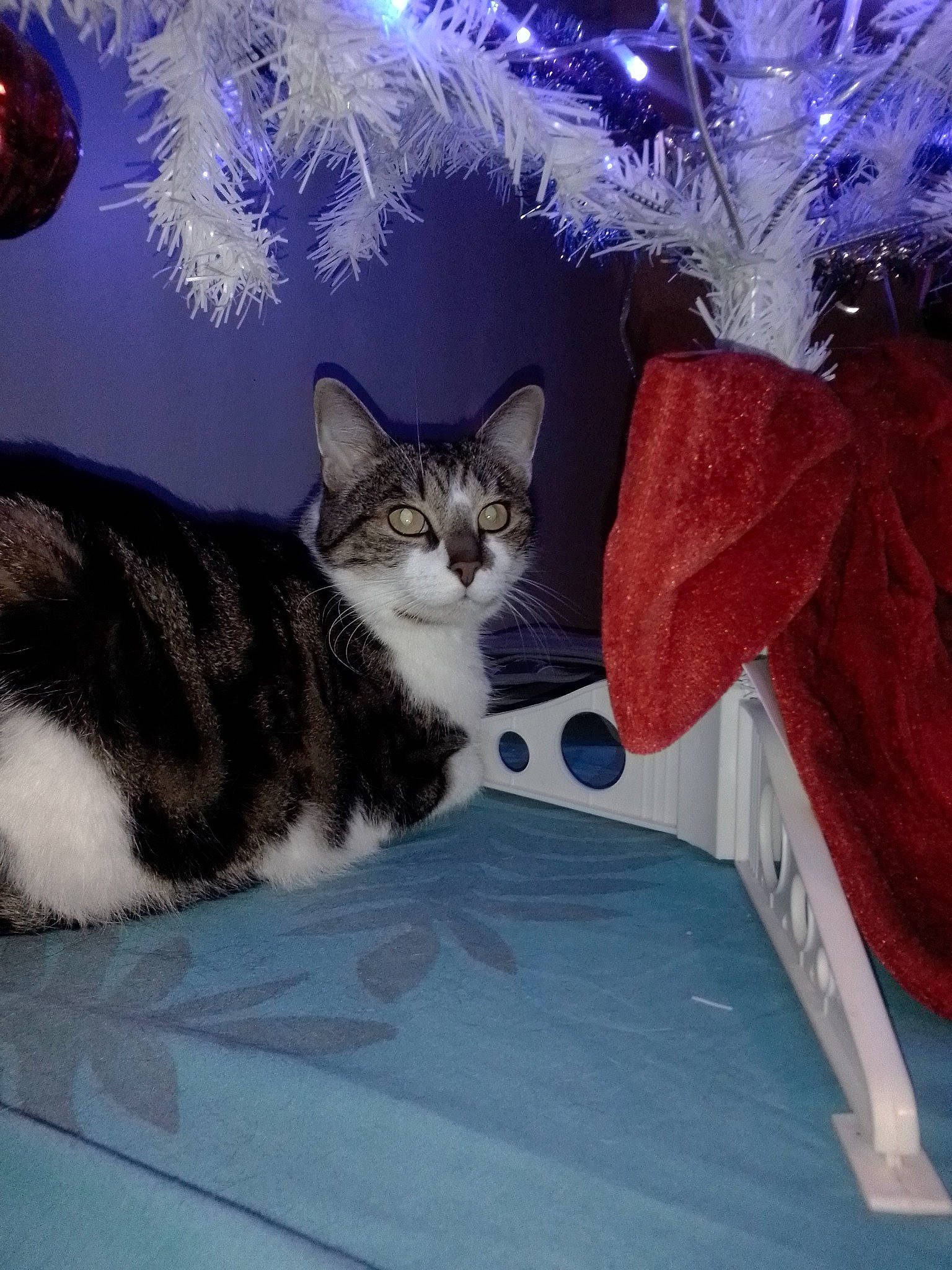 Kiry participe au concours pour gagner de l'argent avec cette photo : blue, carnivore, cat, cat_supply, christmas, christmas_decoration, christmas_eve, christmas_ornament, conifer, domestic_short_haired_cat, felidae, fur, holiday, interior_design, ornament, pet_supply, small_to_medium_sized_cats, tail, vertebrate, whiskers