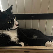 Kumo participe au concours pour gagner de l'argent avec cette photo : cat, tuxedo_cat, black_and_white, animal, pet, feline, whiskers, paws, window, indoors, relaxed, curious, fur, face, portrait, resting, closeup, cute, domestic_cat, side_view