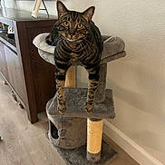 Lucy joined the competition — help win amazing prizes! cat, tabby_cat, cat_tree, furniture, indoor, wood_floor, cabinet, television, curious, pet, animal, stretching, ears, whiskers, eyes, legs, gray, brown, striped, home