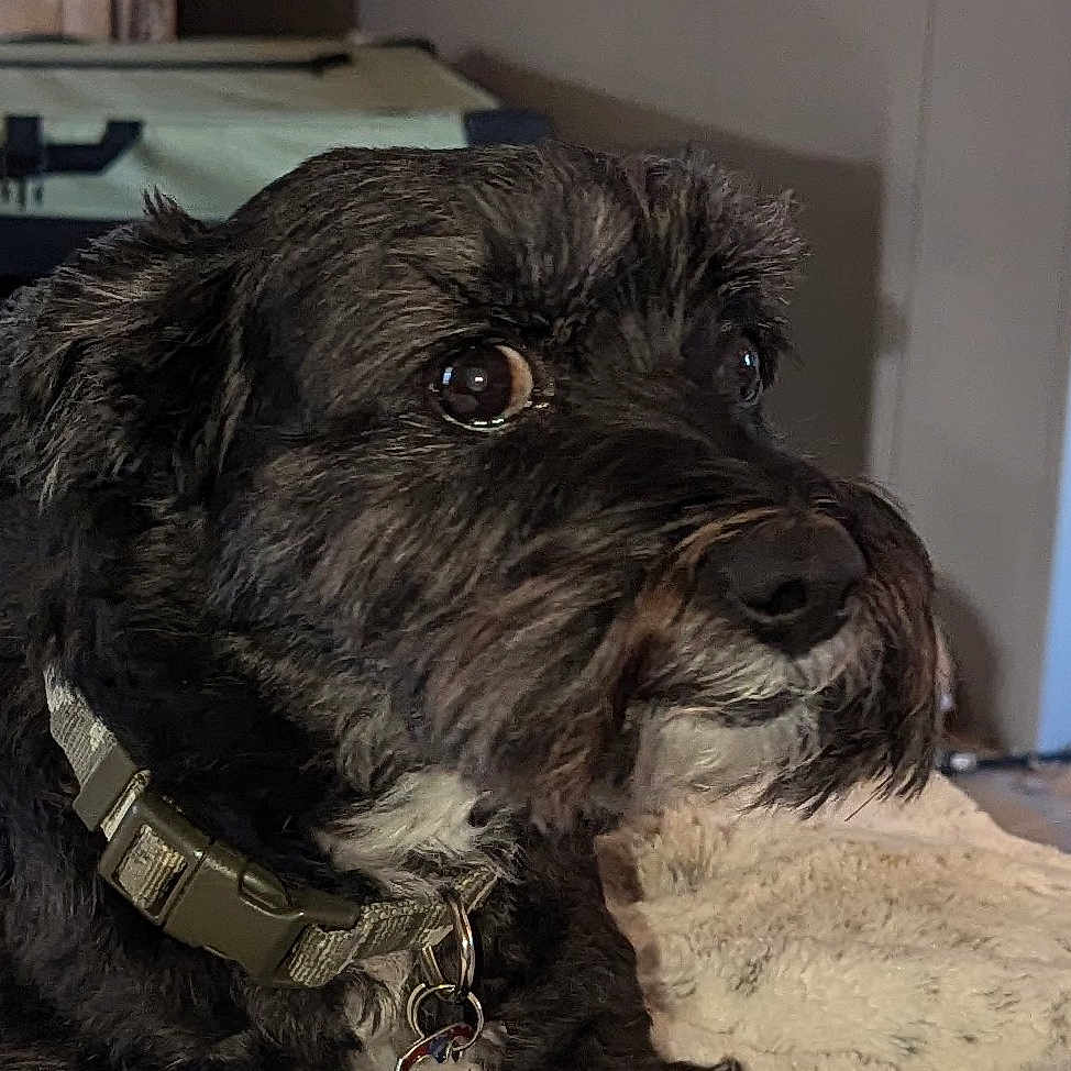 Flynn is registered to the contest to win money with this photo: accessories, affenpinscher, airedale, animal, canine, cockerspaniel, collar, couch, dog, furniture, pet, poodle, puppy, snout, terrier