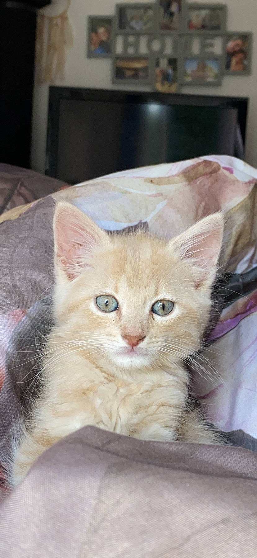 Tigrou